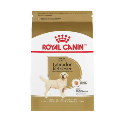 Royal Canin Labrador Adult Dog Food at MiniPetsWorld - Labrador Nutrition